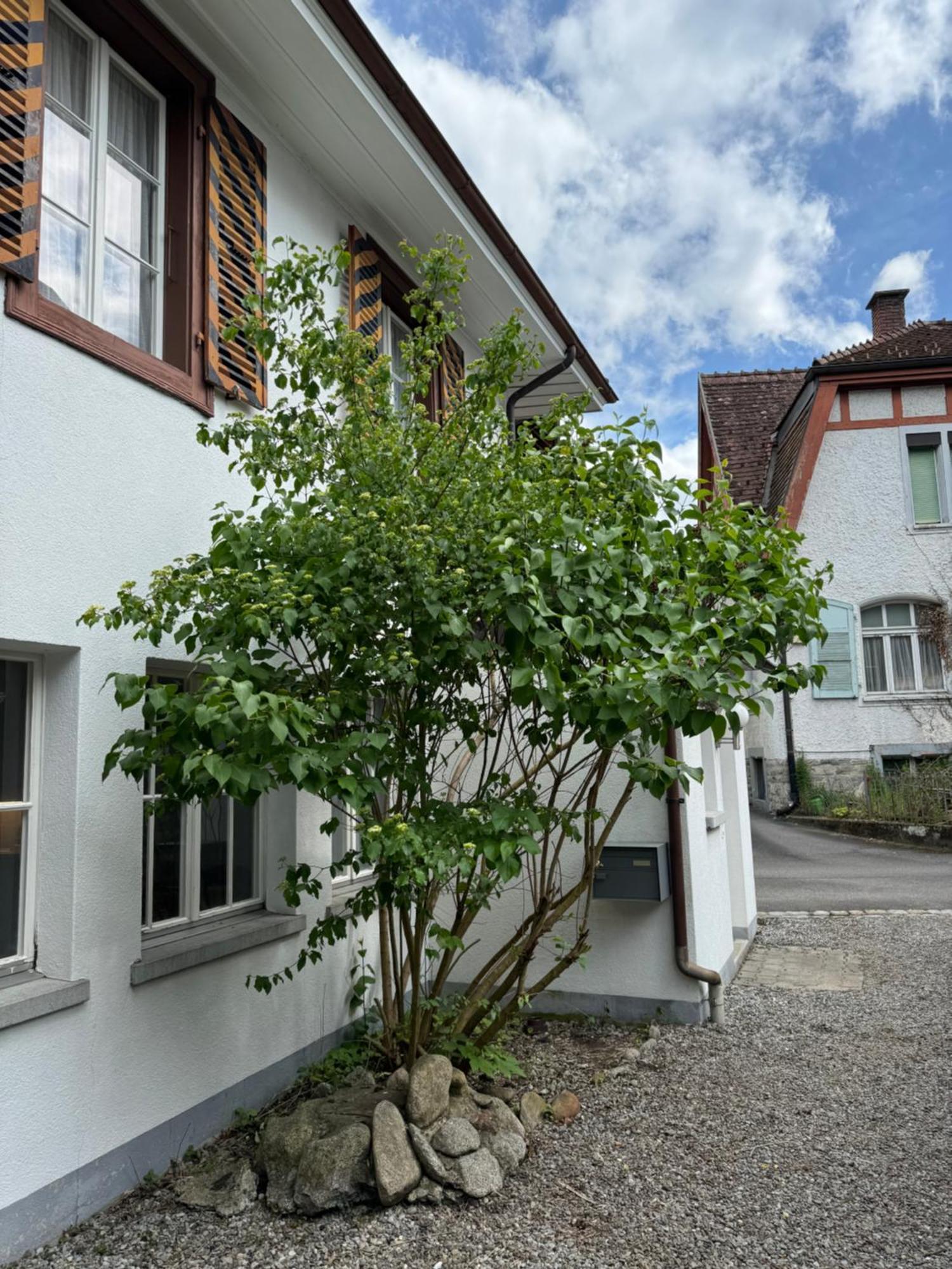 הוילה אינטרלאקן Garden House מראה חיצוני תמונה